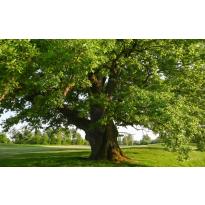 Plant d'arbre qui va bien