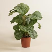 Plante - Calathea Orbifolia