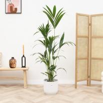 Plante - Palma Kentia